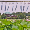 風鈴と蓮池