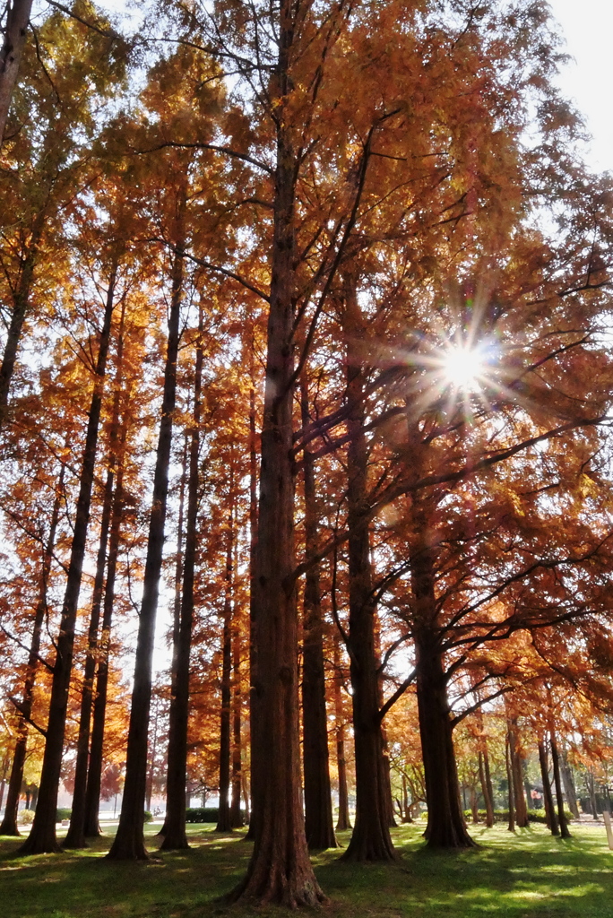 メタセコイア①