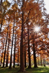 メタセコイア①