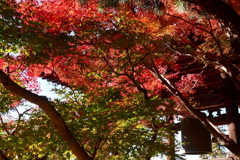 紅葉と梵鐘