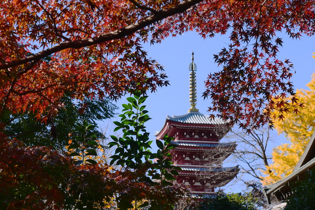 五重塔ともみじ
