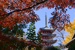五重塔ともみじ