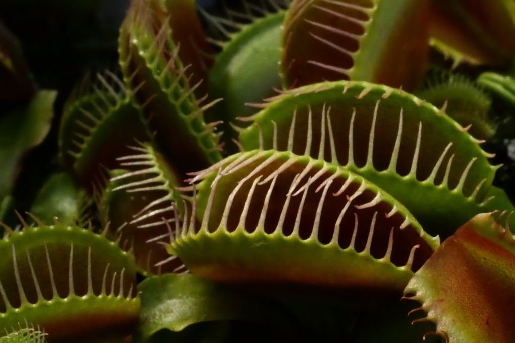 食虫植物（ハエトリグサ）