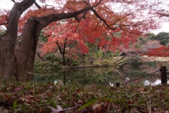 秋の庭園