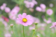 コスモス