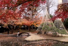 小石川後楽園紅葉