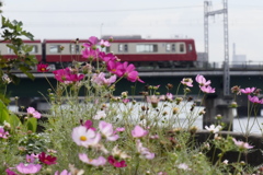 京急とコスモス