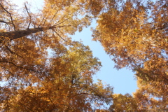 メタセコイア②