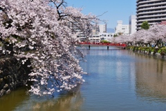 小田原城桜②