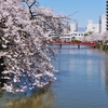 小田原城桜②