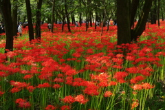 彼岸花①