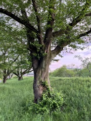 桜、夕日を受けて