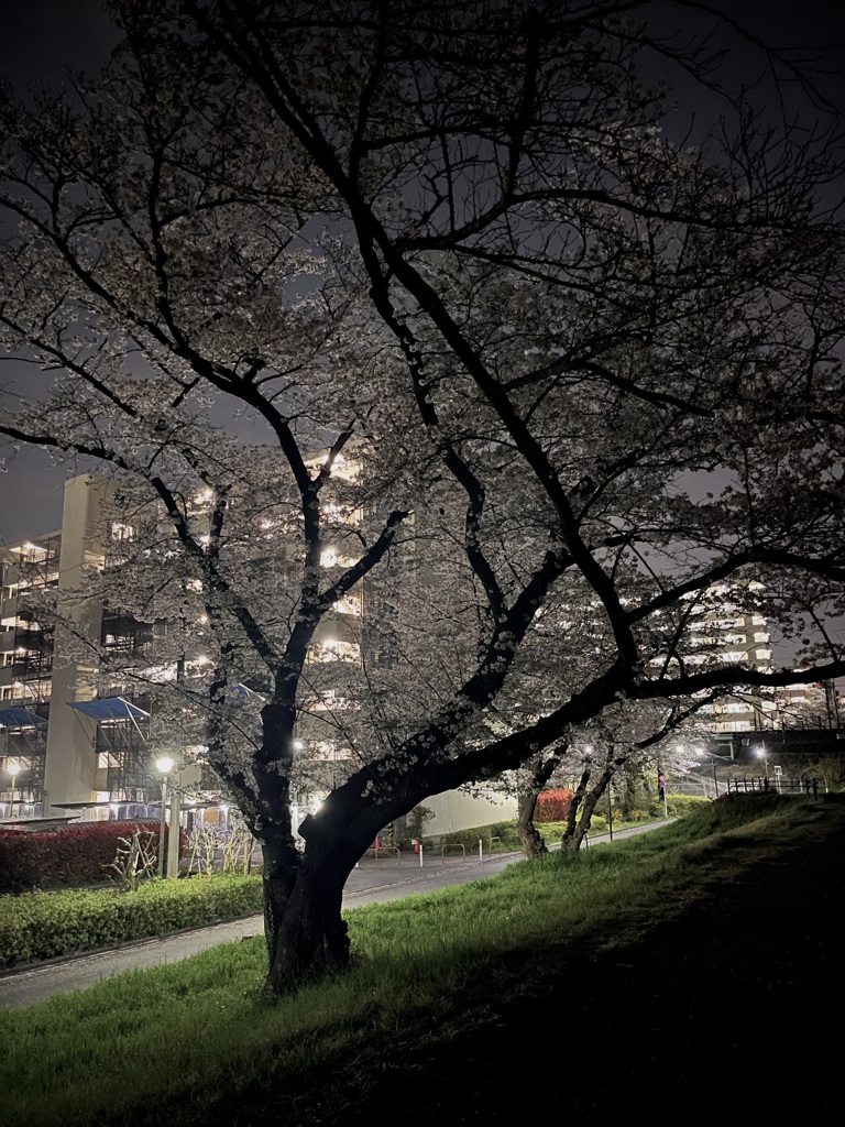 夜桜