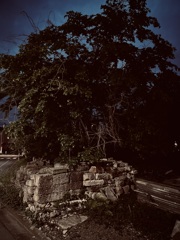 廃墟と木