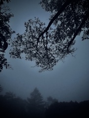 霧の中