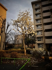 こぶし　早くも散り始める