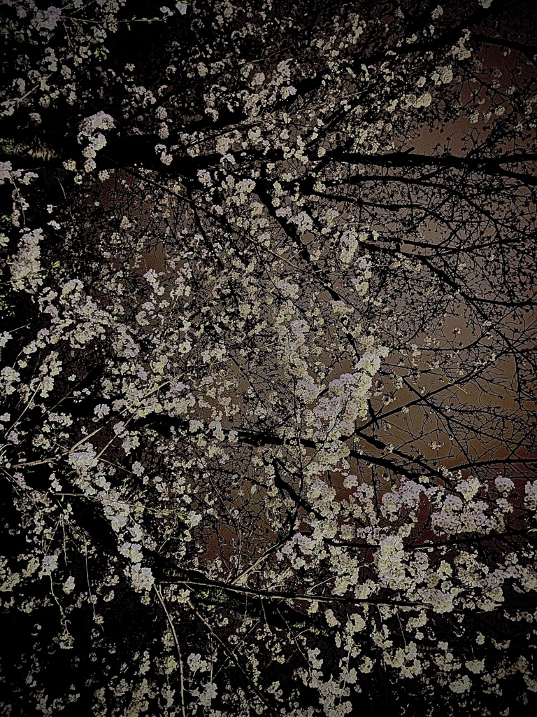夜桜