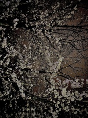 夜桜