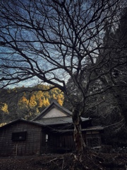 家と木