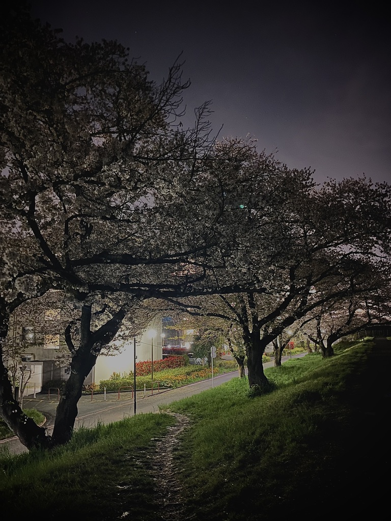 夜桜