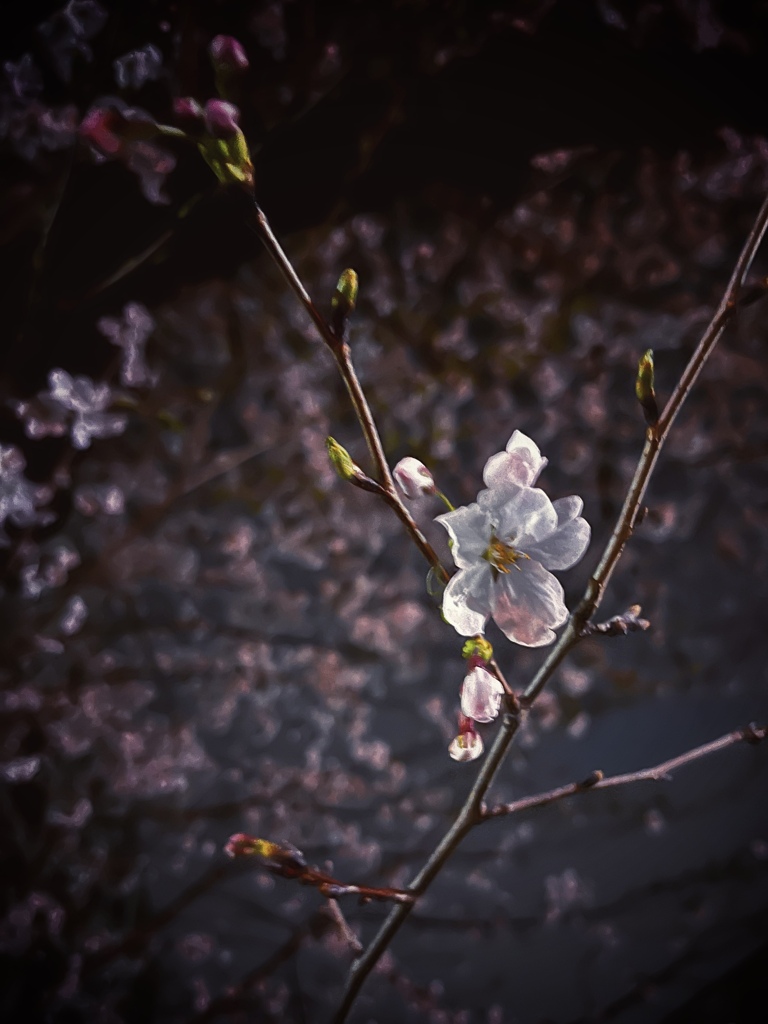 夜桜