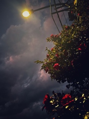 椿、夕空に映ゆ