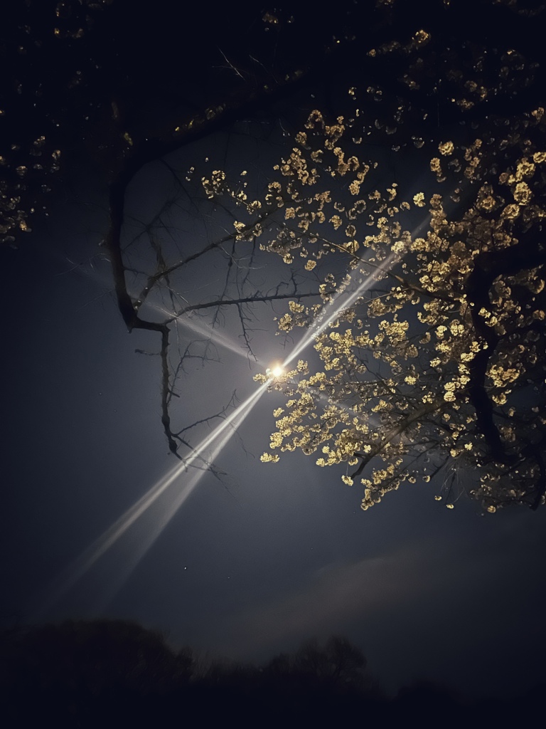 夜桜と月