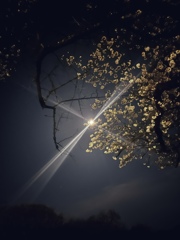 夜桜と月