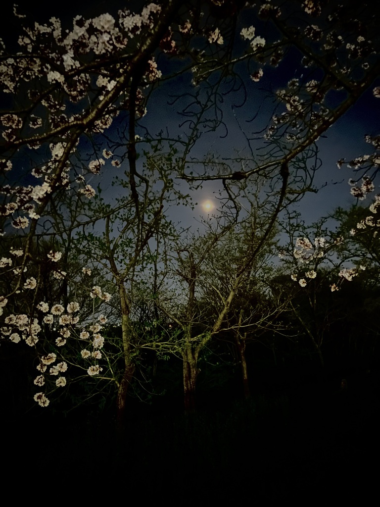 夜桜