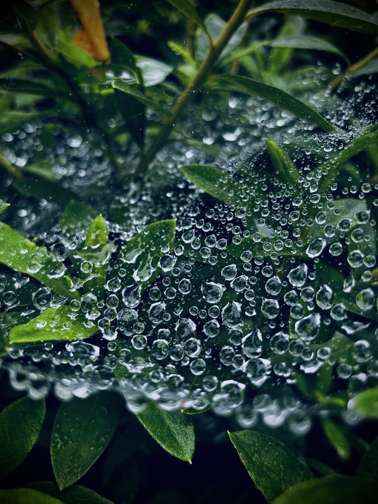 蜘蛛の巣に雨粒