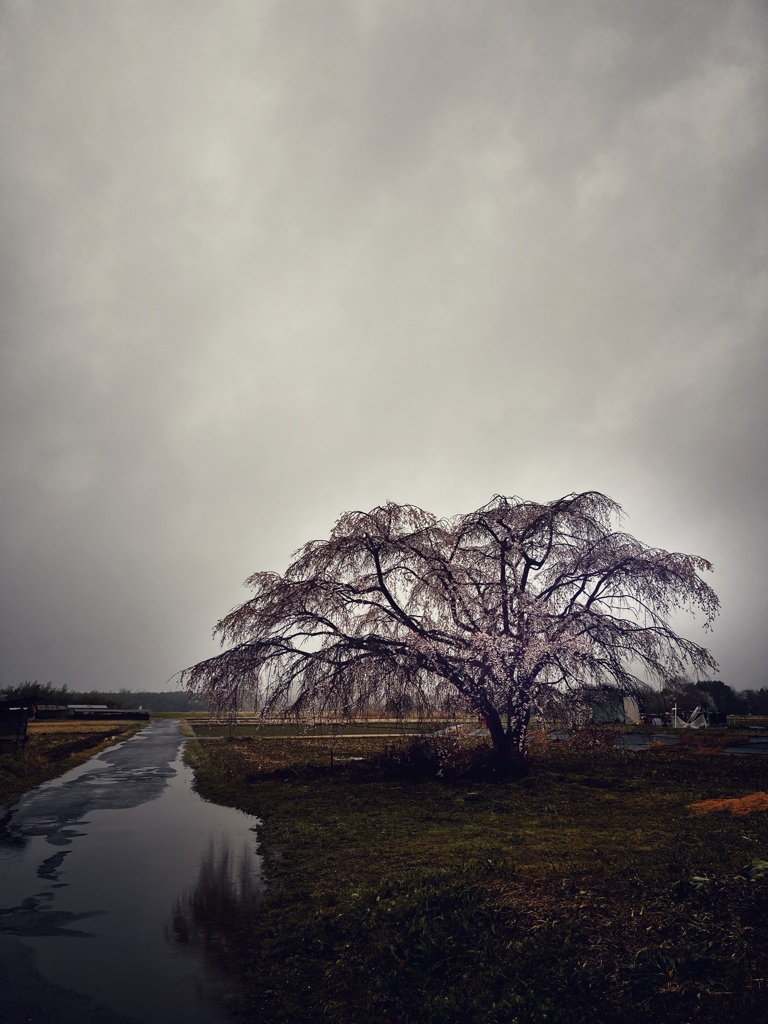 枝垂れ桜