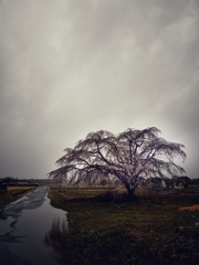 枝垂れ桜