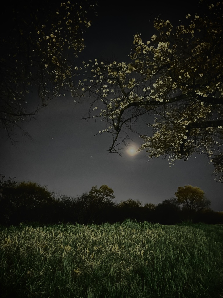 月と夜桜