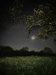 月と夜桜