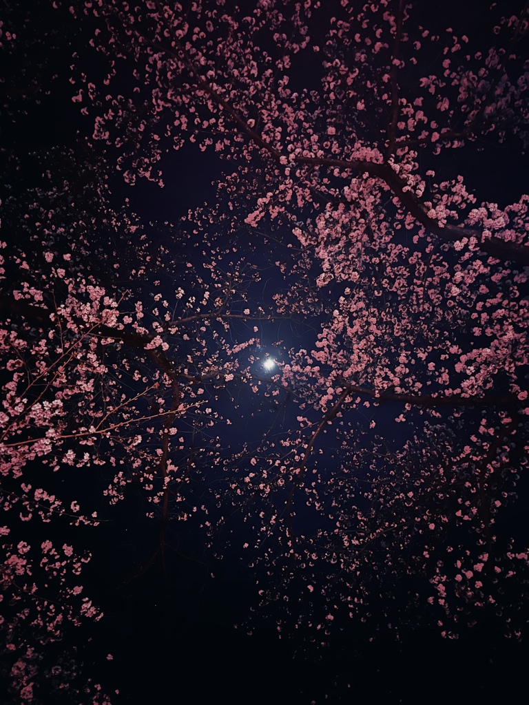 夜桜と月