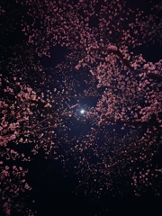夜桜と月