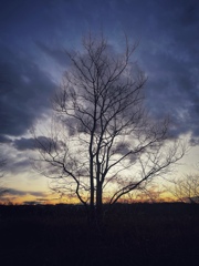 夕刻
