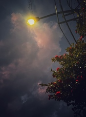夕刻　椿