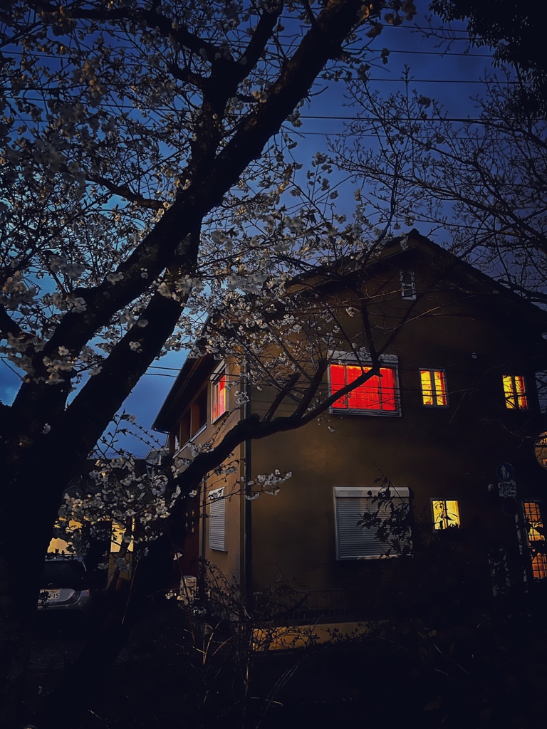 夜桜