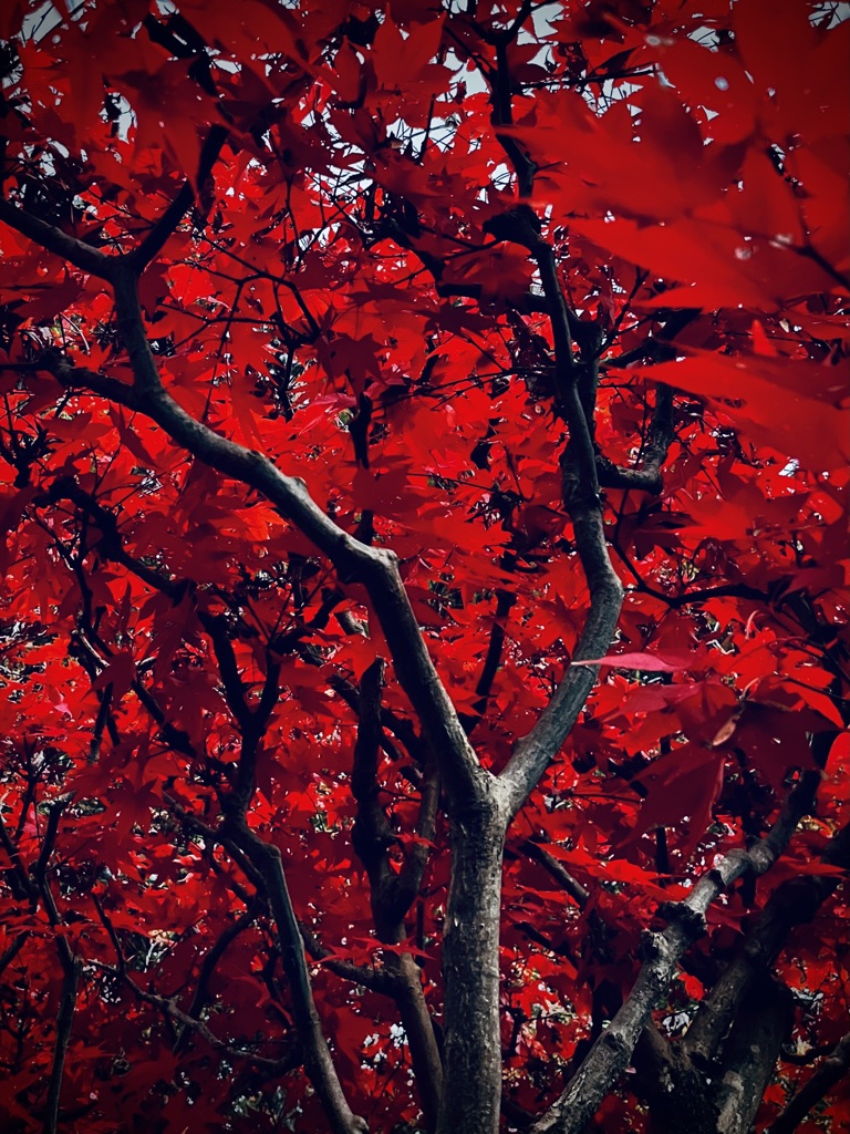燃紅