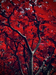 燃紅