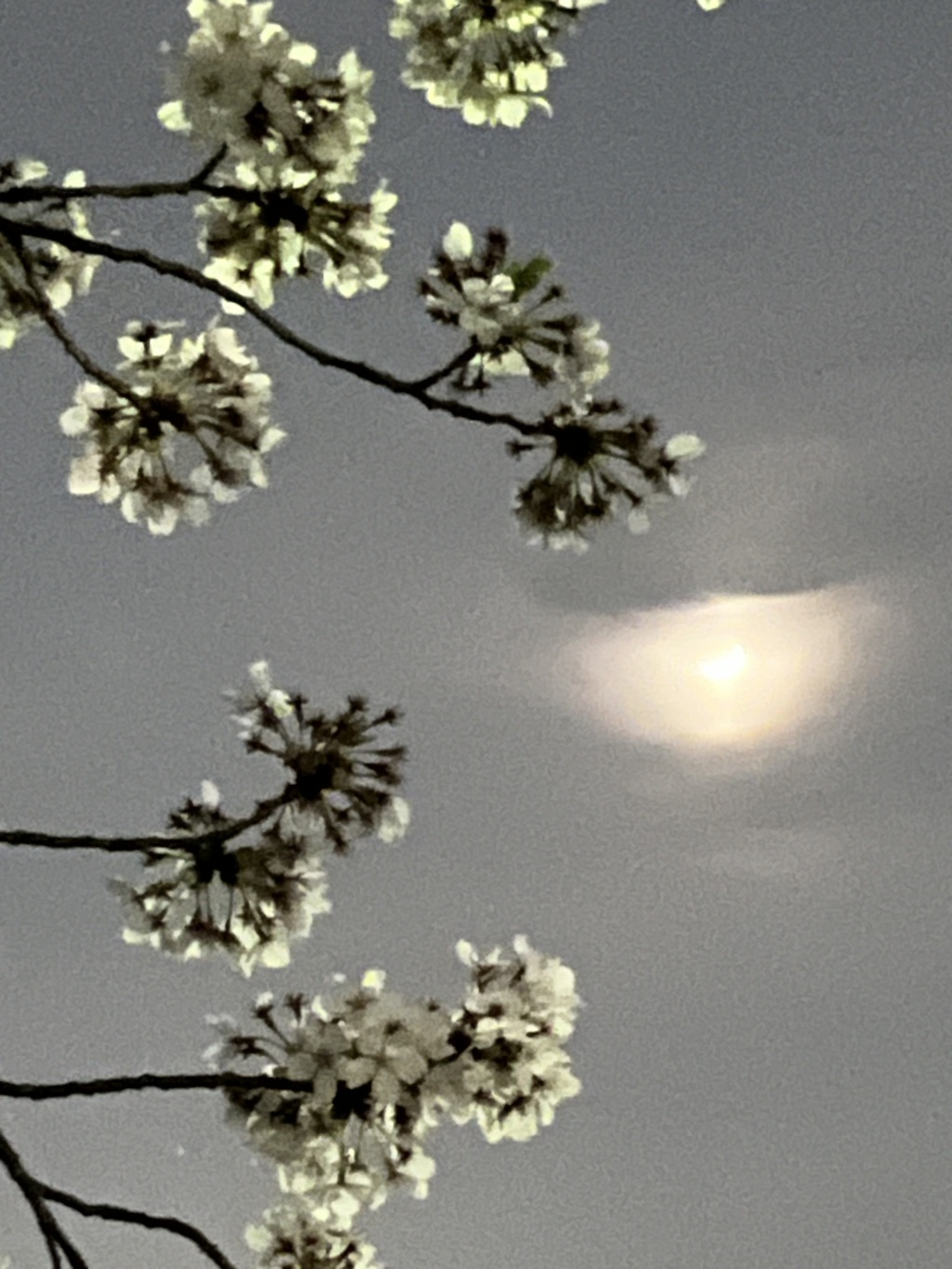 夜桜と月