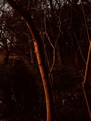 木々
