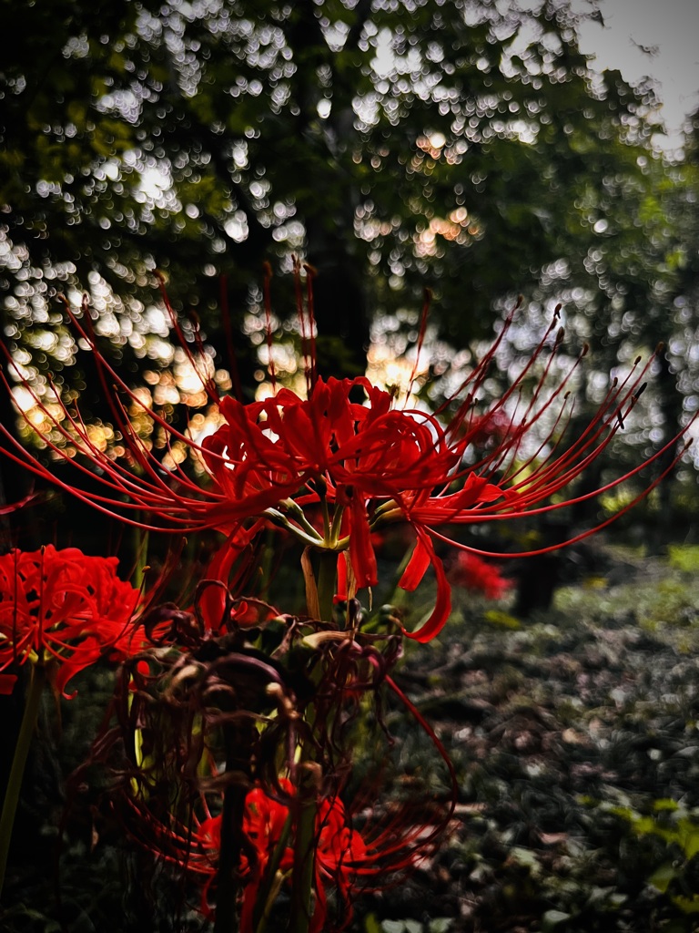 曼珠沙華