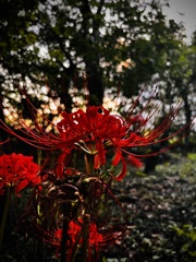 曼珠沙華