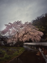 桜