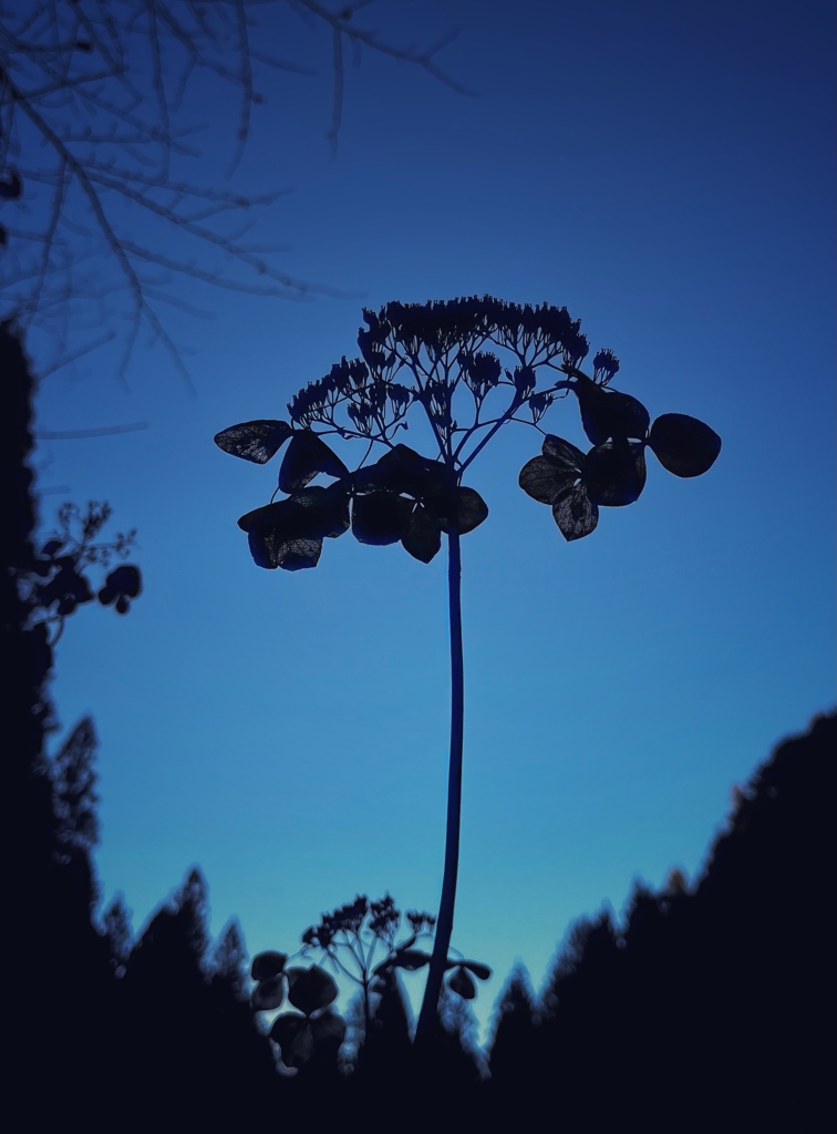 枯れ紫陽花