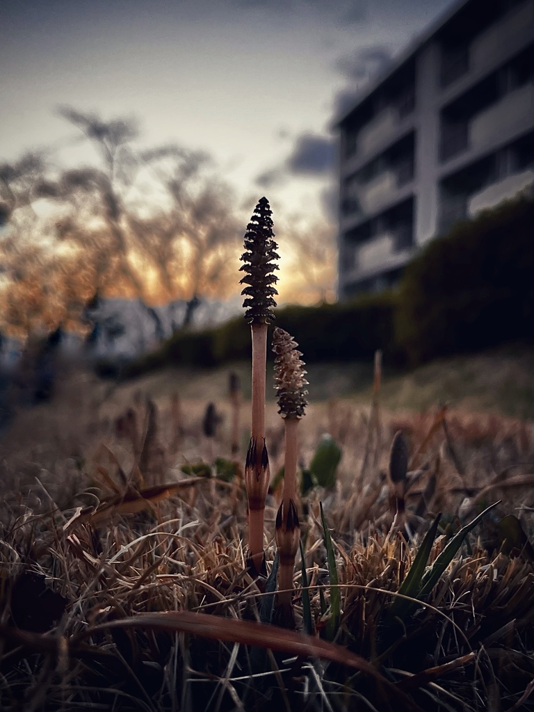 つくしが出た