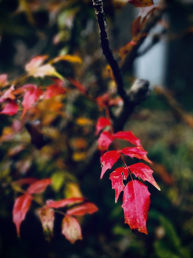 紅