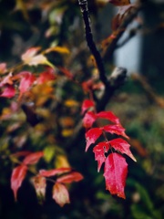 紅